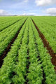 Cultivated Field Carrots Wall Decal