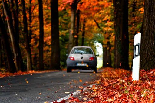 Autumn road Wall Mural