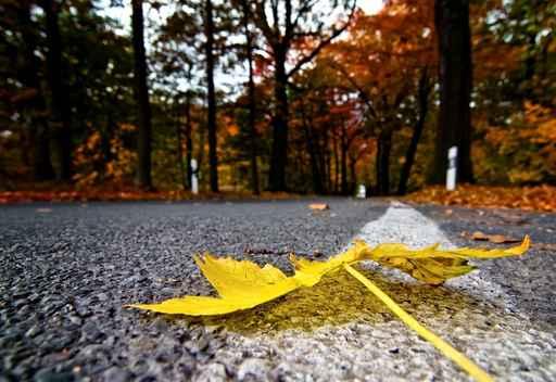 Autumn road Wall Mural