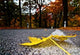 Autumn road Wall Mural