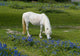 New Forest Pony Grazing Wall Decal