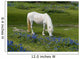 New Forest Pony Grazing Wall Decal