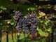 Black Grape Bunch Wall Decal