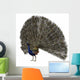 Peacock Wall Mural
