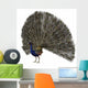 Peacock Wall Mural
