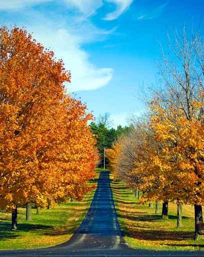 Road Travels between Autumn Wall Decal