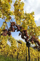 Vineyard D 39 Alsace Wall Decal