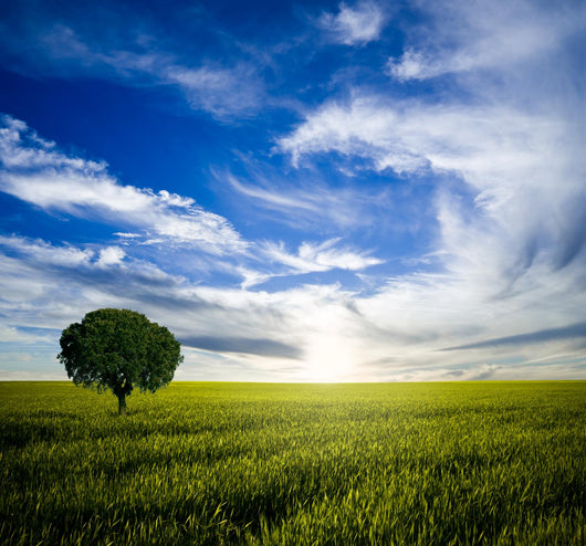 Lonely Tree Sunrise Wall Decal