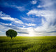 Lonely Tree Sunrise Wall Decal