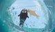 Winter Postcard Sea Calf Wall Decal