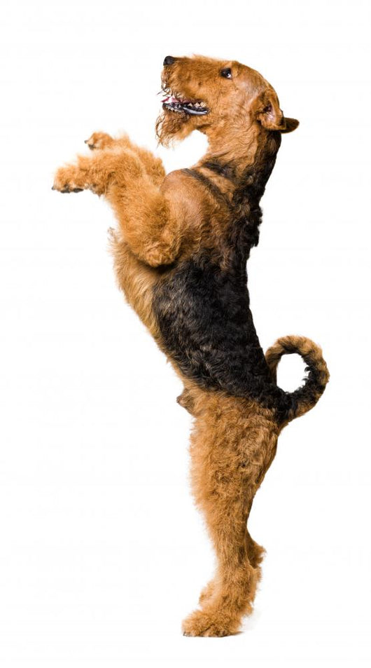 Dog White Wall Decal