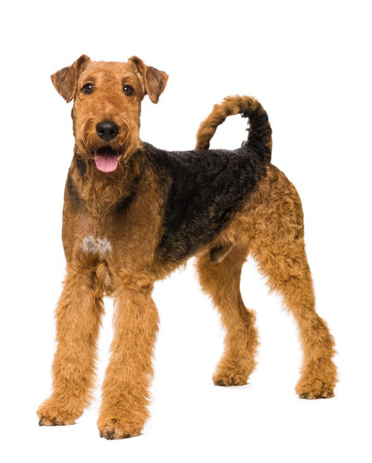 Airedale Terrier Dog Wall Decal