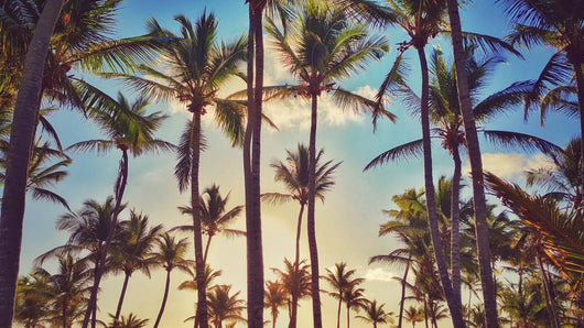 Palm Trees Beach Wall Decal