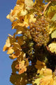 White Grapes Wall Decal
