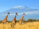 Giraffe National Park Kenya Wall Decal