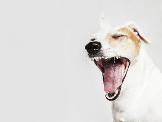 Yawning Dog Russel Terrier Wall Decal