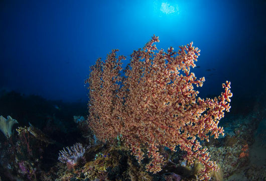 Soft Coral Reef Open Water Wall Decal