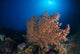 Soft Coral Reef Open Water Wall Decal