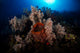 Soft Coral Reef Wall Decal