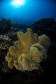 Soft Coral Reef Vertical Wall Decal