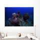 Group Barrel Sponge Deep Wall Decal