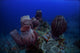 Group Barrel Sponge Deep Wall Decal