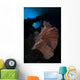 Sea Fan Reef Banda Wall Decal
