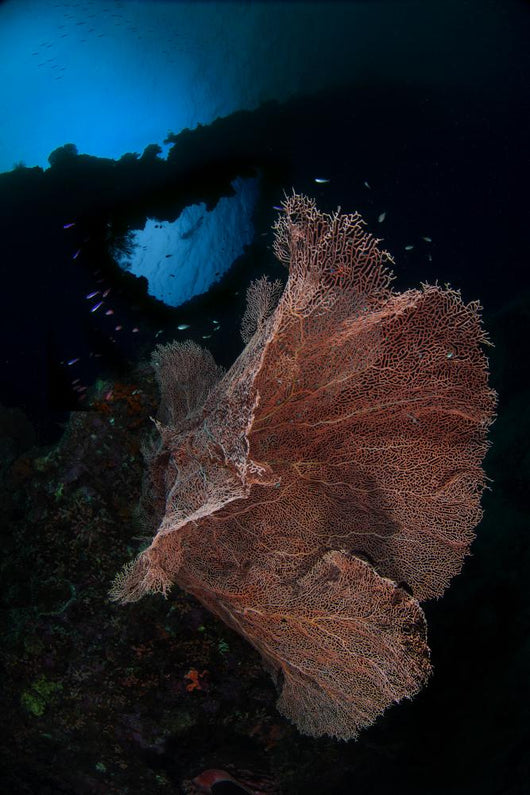 Sea Fan Reef Banda Wall Decal