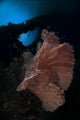 Sea Fan Reef Banda Wall Decal