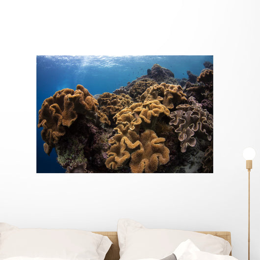 Soft Corals Colorful Reefs Wall Decal