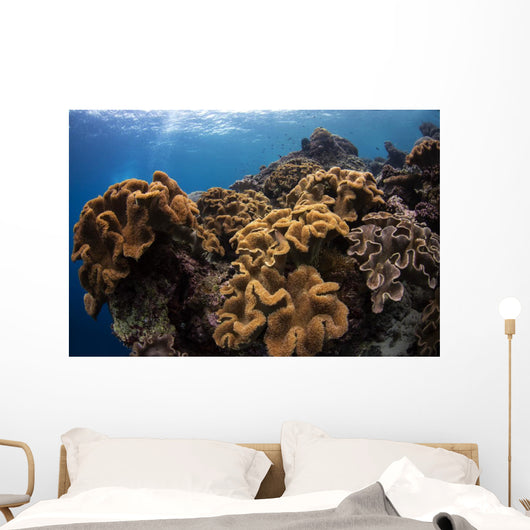 Soft Corals Colorful Reefs Wall Decal