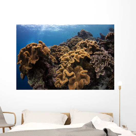 Soft Corals Colorful Reefs Wall Decal