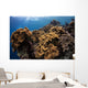 Soft Corals Colorful Reefs Wall Decal