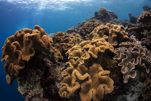 Soft Corals Colorful Reefs Wall Decal