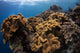 Soft Corals Colorful Reefs Wall Decal