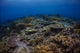 Reefscape Banda Sea Indonesia Wall Decal