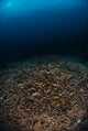 Reefscape with Sunburst Banda Wall Decal
