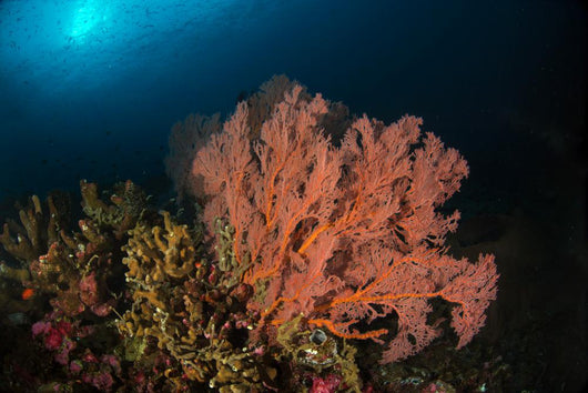 Sea Fan Colorful Reefs Wall Decal