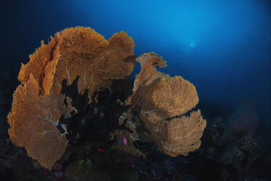 Sea Fan Colorful Reefs Horizontal Wall Decal
