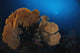 Sea Fan Colorful Reefs Horizontal Wall Decal