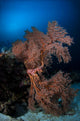 Sea Fan Colorful Reefs Vertical Wall Decal