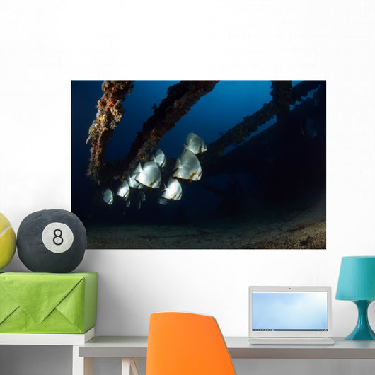 Batfishes Swimming around Shipwreck Wall Decal