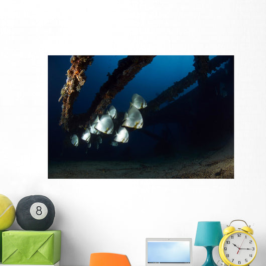 Batfishes Swimming around Shipwreck Wall Decal