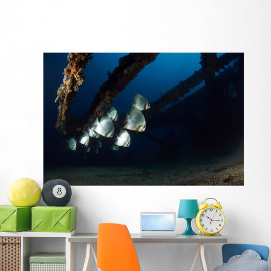Batfishes Swimming around Shipwreck Wall Decal