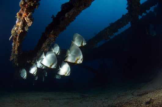 Batfishes Swimming around Shipwreck Wall Decal