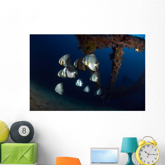 Batfishes Swimming around Shipwreck Close-up Wall Decal