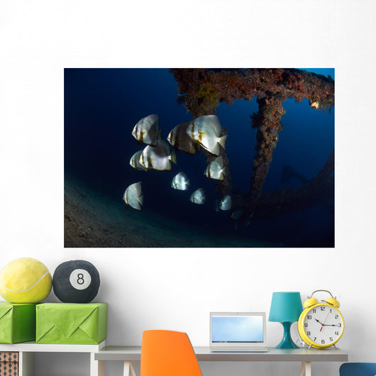 Batfishes Swimming around Shipwreck Close-up Wall Decal