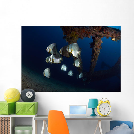 Batfishes Swimming around Shipwreck Close-up Wall Decal