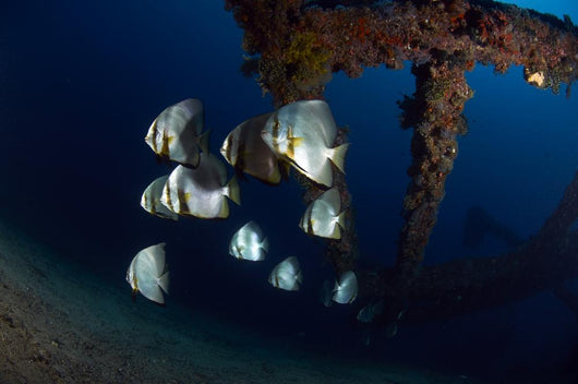 Batfishes Swimming around Shipwreck Close-up Wall Decal