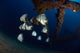 Batfishes Swimming around Shipwreck Close-up Wall Decal